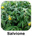 Salvione